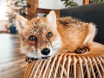 People Have the Strangest Pets You'll Ever See, Check Fox