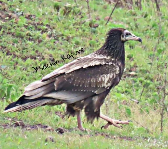 Rare Egyptian vulture found in Lonar lake area, see photo