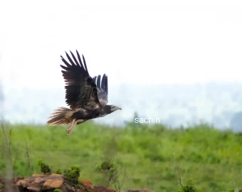 Rare Egyptian vulture found in Lonar lake area, see photo
