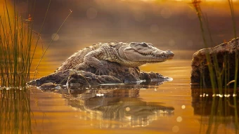 Caiman Was Spotted Taking A Rest On The Rock Surface Above The Water