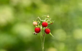 Delighting Red Small Summer Strawberries Amid Blurry Green Bushes
