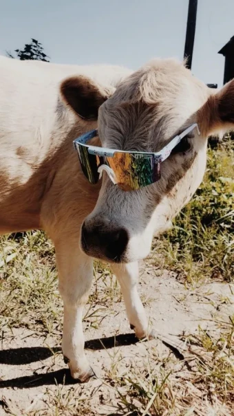 A tremendous pictures of a funny cow with sunglasses during sunny day