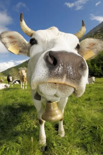 An extraordinary close-up pictures of a white funny cow with bell.