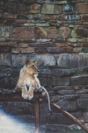 a lioness sitting on a wooden platform by a stone wall in fort worth zoo, lion on a platform 4k wallpaper