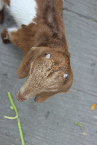 little goat with little horn 4k wallpaper