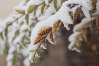 a close up of snow on leaves and branches in the w
