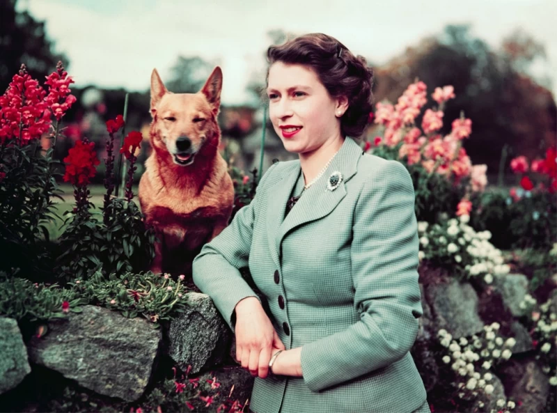 Queen Elizabeth II Majesty visits Balmoral Castle with one of her dogs in 1952.
