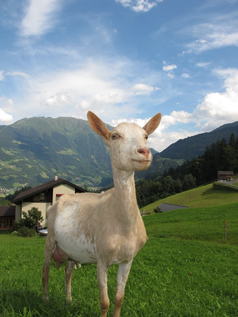 goat in austria austria goat 4k wallpaper
