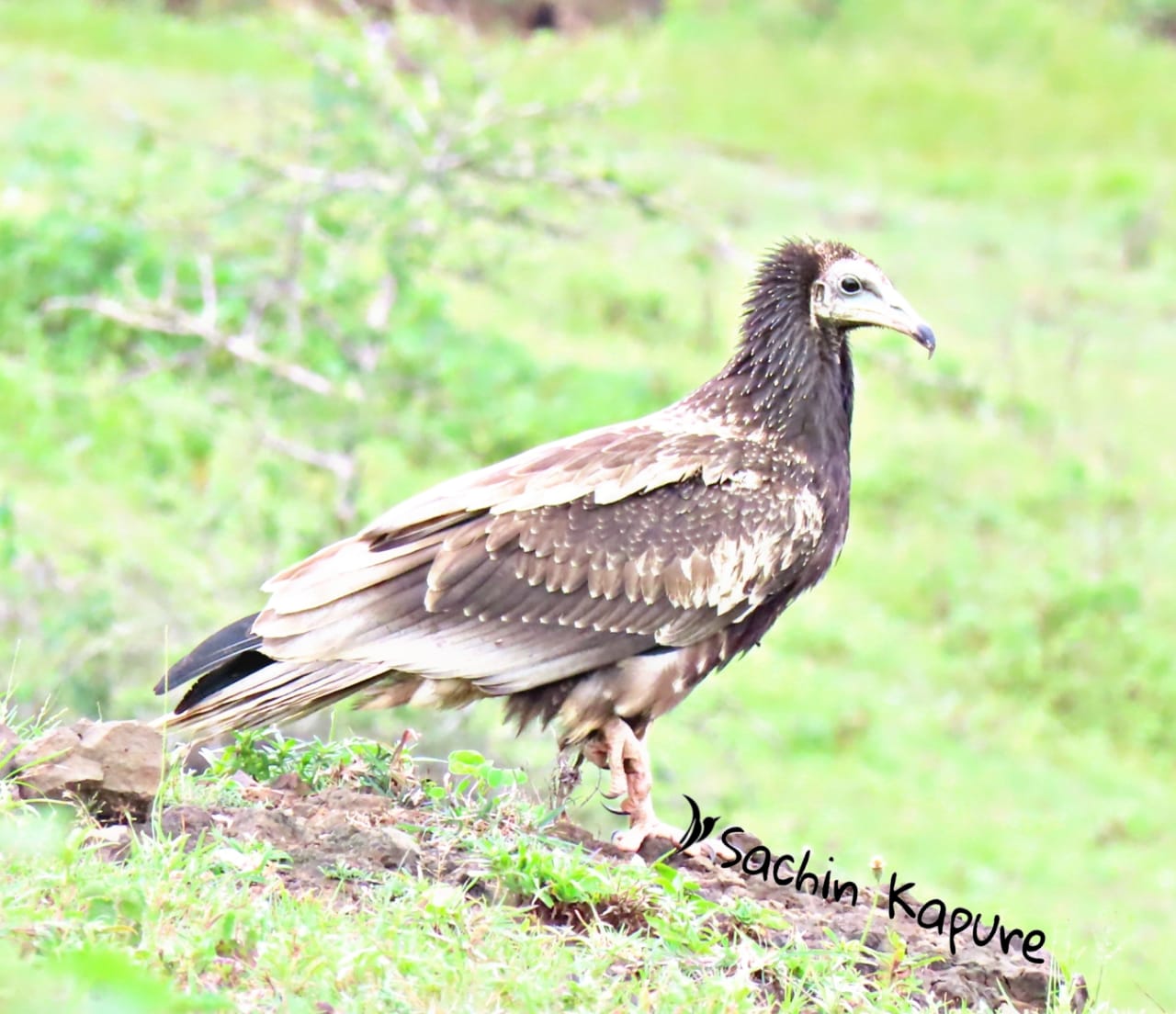 Rare Egyptian vulture found in Lonar lake area
