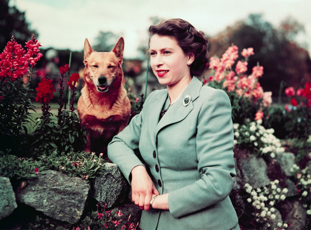 Queen Elizabeth II Majesty visits Balmoral Castle with one of her dogs in 1952.