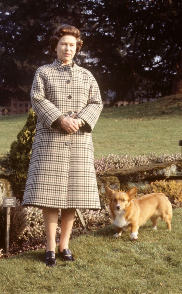 Queen Elizabeth II takes a walk with her corgi on the 30th anniversary of her accession to the throne in 1982