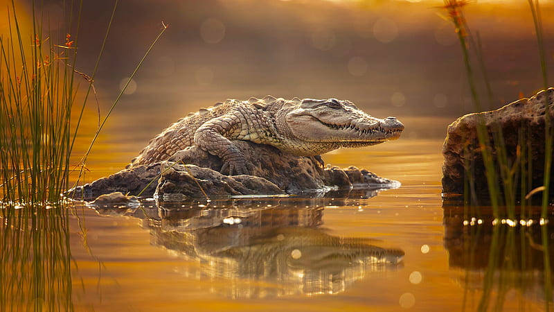 Caiman Was Spotted Taking A Rest On The Rock Surface Above The Water