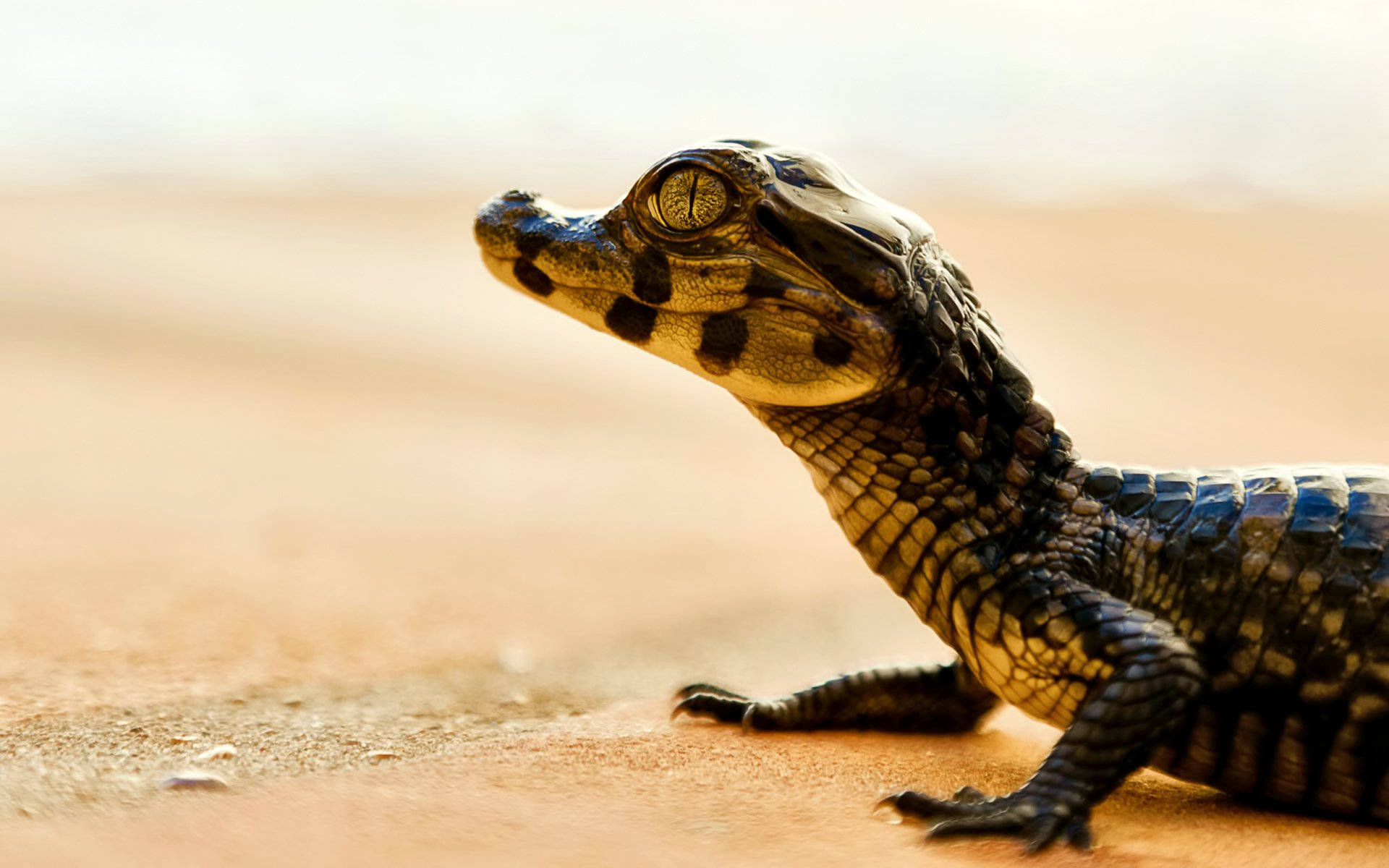 Little Caiman Walks On The Desert Surface In A Closeup Focus Photograph