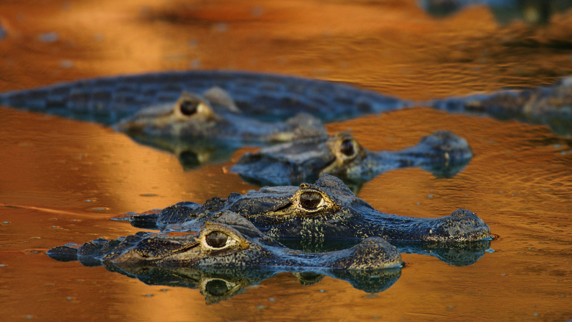 Several Caimans Flocked Together Are Peeking Out Of The Lake Water Revealing Their Eyes And Their Snouts