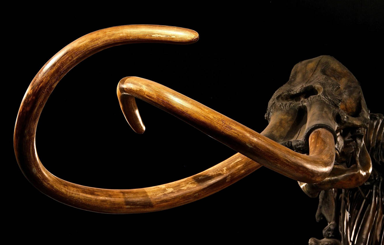 Wallpaper Of A Preserved Mammoth Tusk Against A Black Background