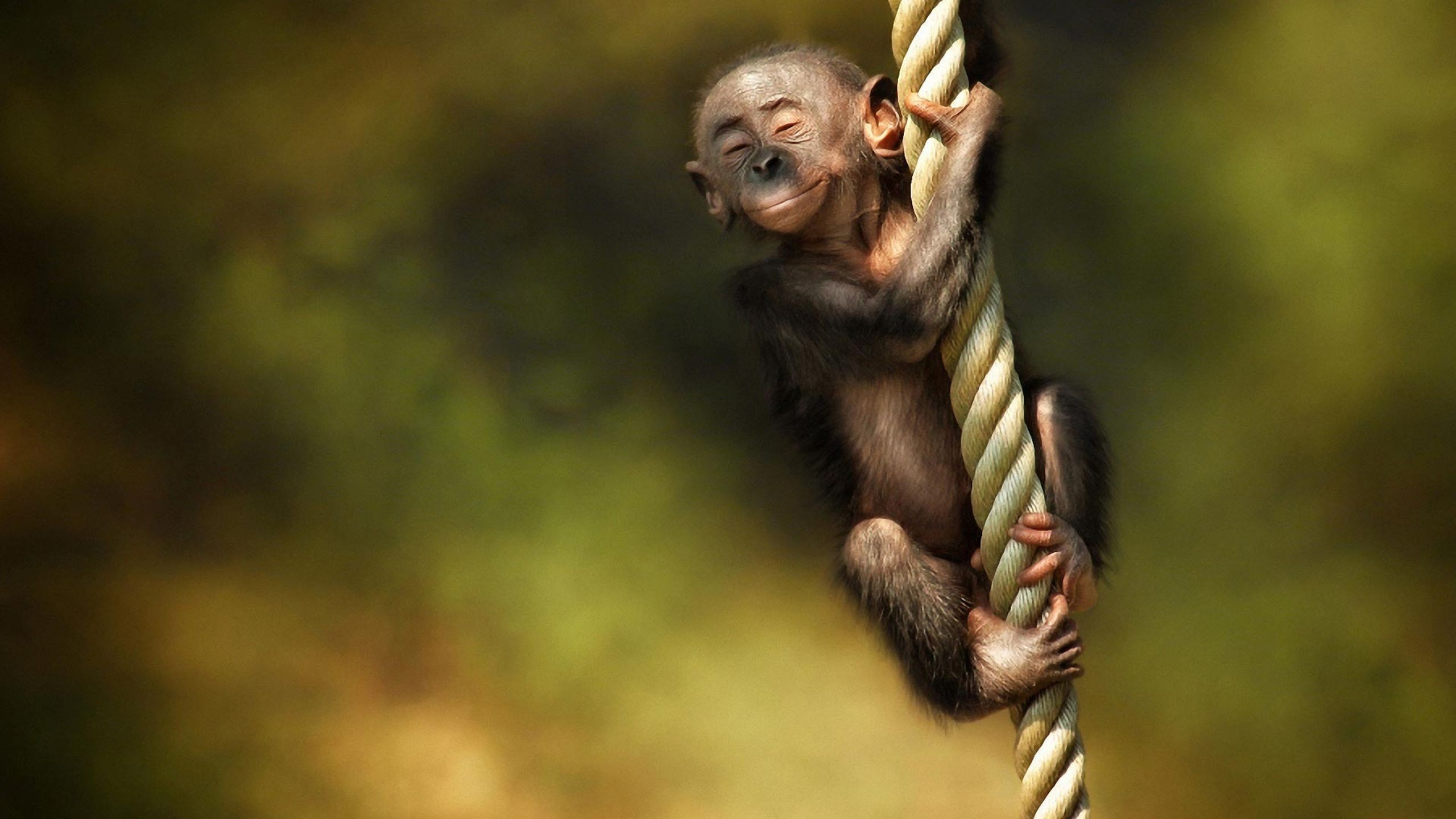 Cute Monkey Wallpaper 52 pictures