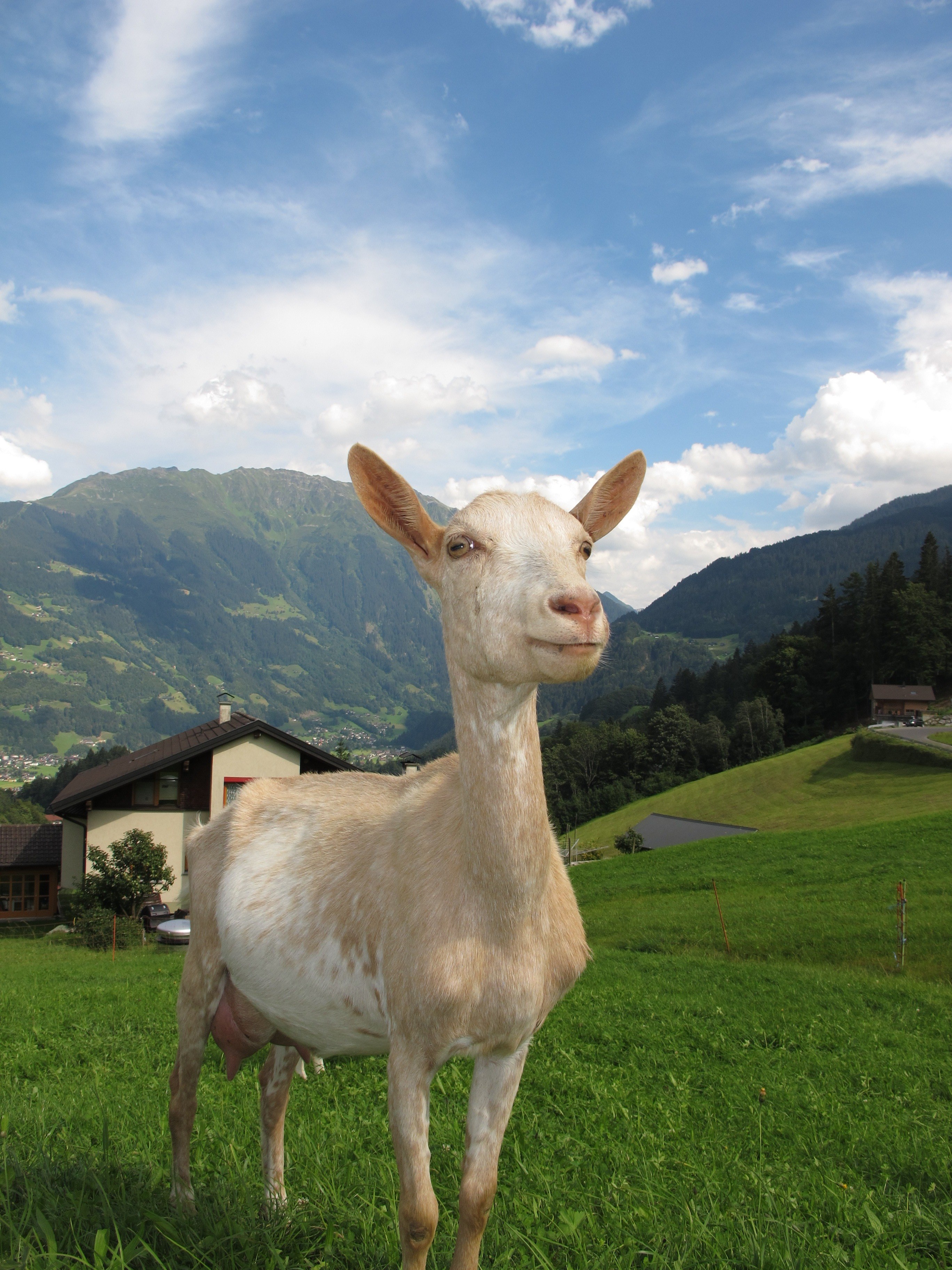 goat in austria austria goat 4k wallpaper