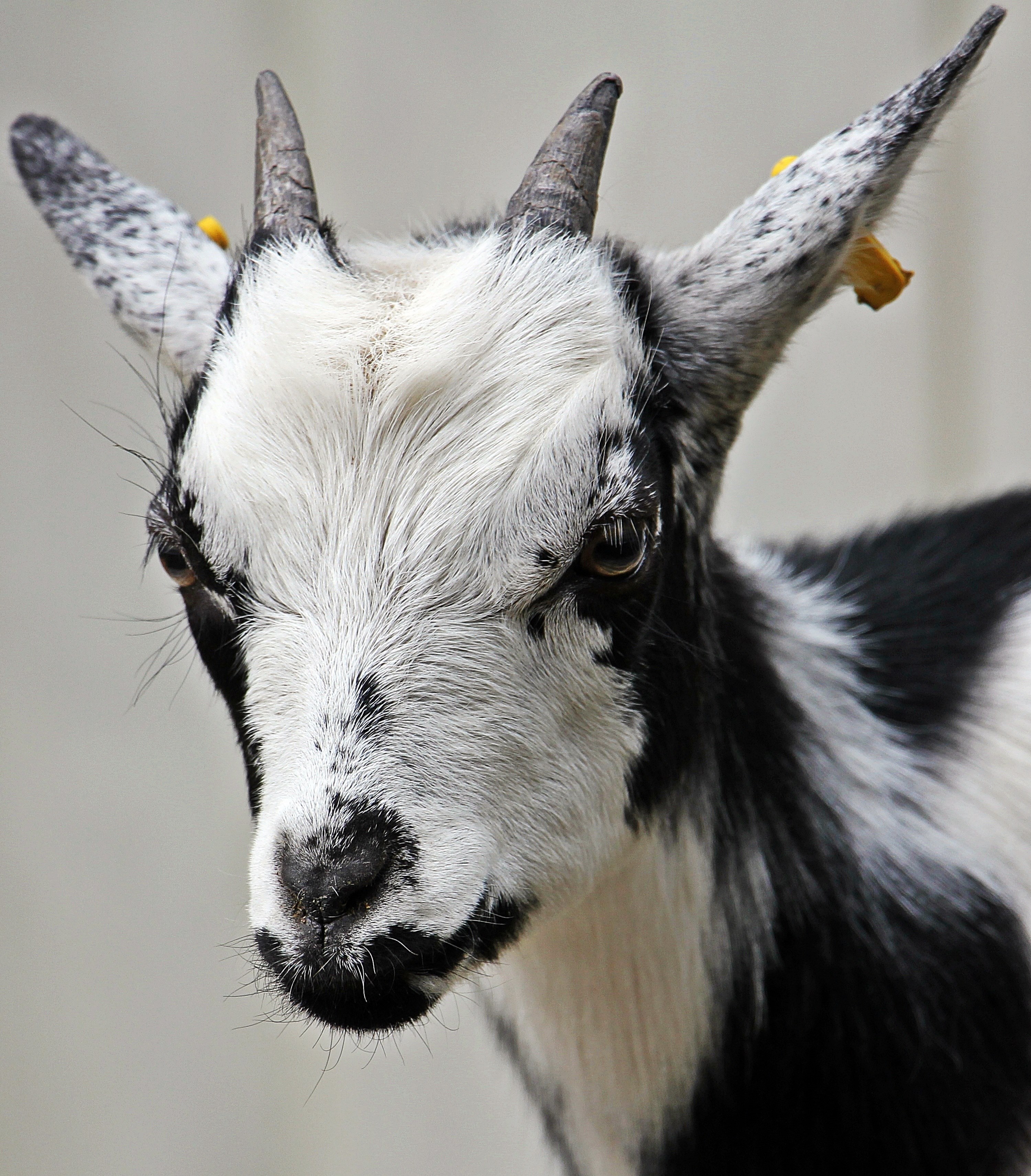 goat kid domestic goat cute dwarf goat animal 4k wallpaper