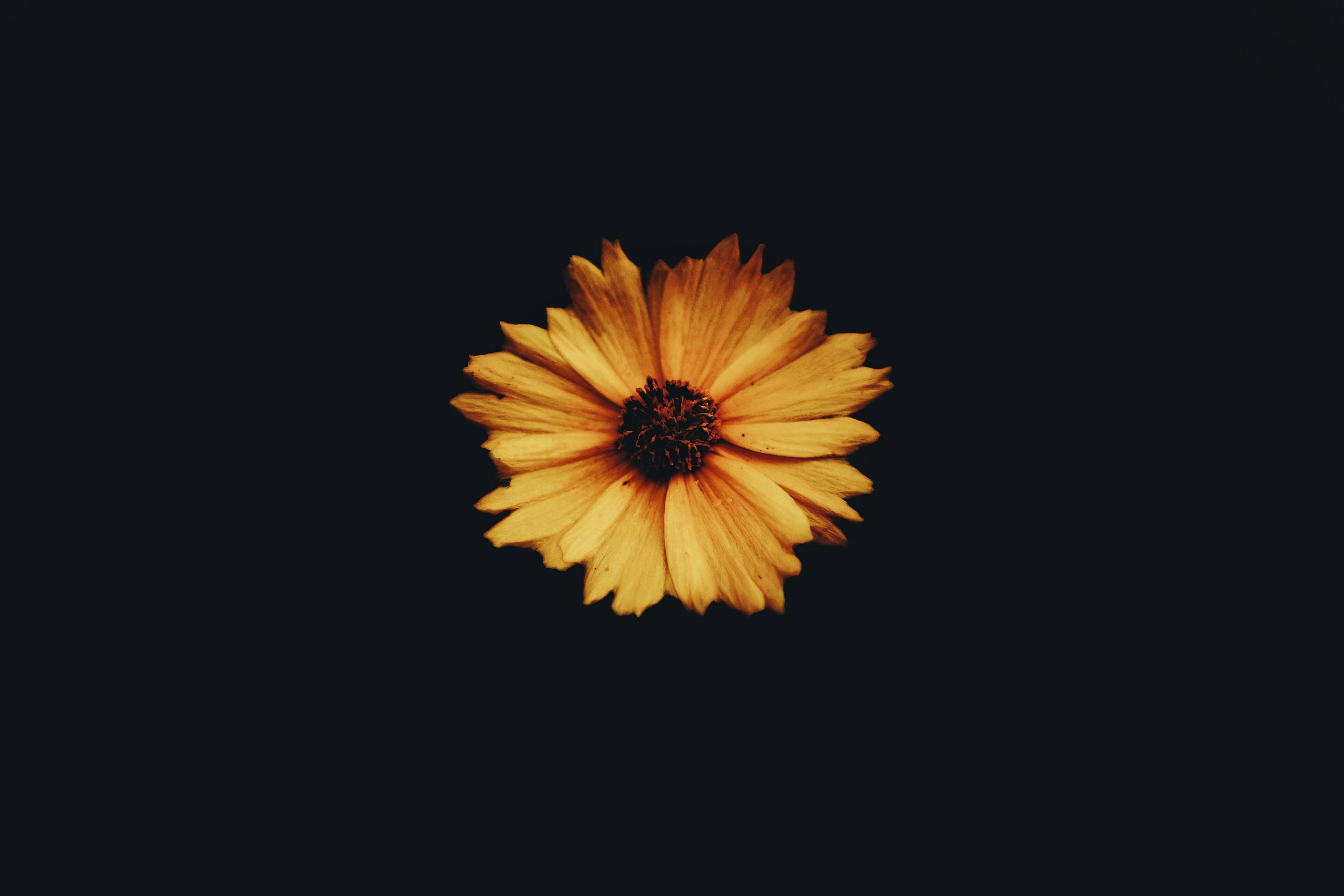 flower yellow black background and simplicity hd